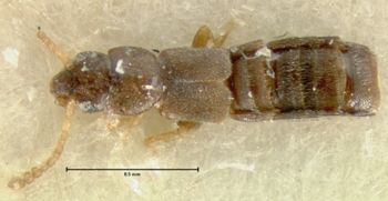 Media type: image;   Entomology 6574 Aspect: habitus dorsal view